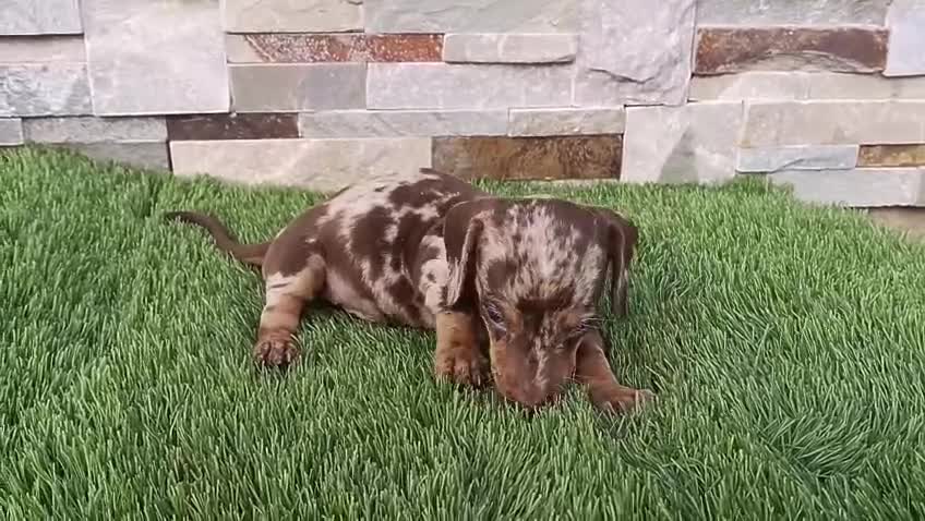 Teckel Miniatura perros en venta: Cachorro de Teckel arlequín chocolate  - Video 1