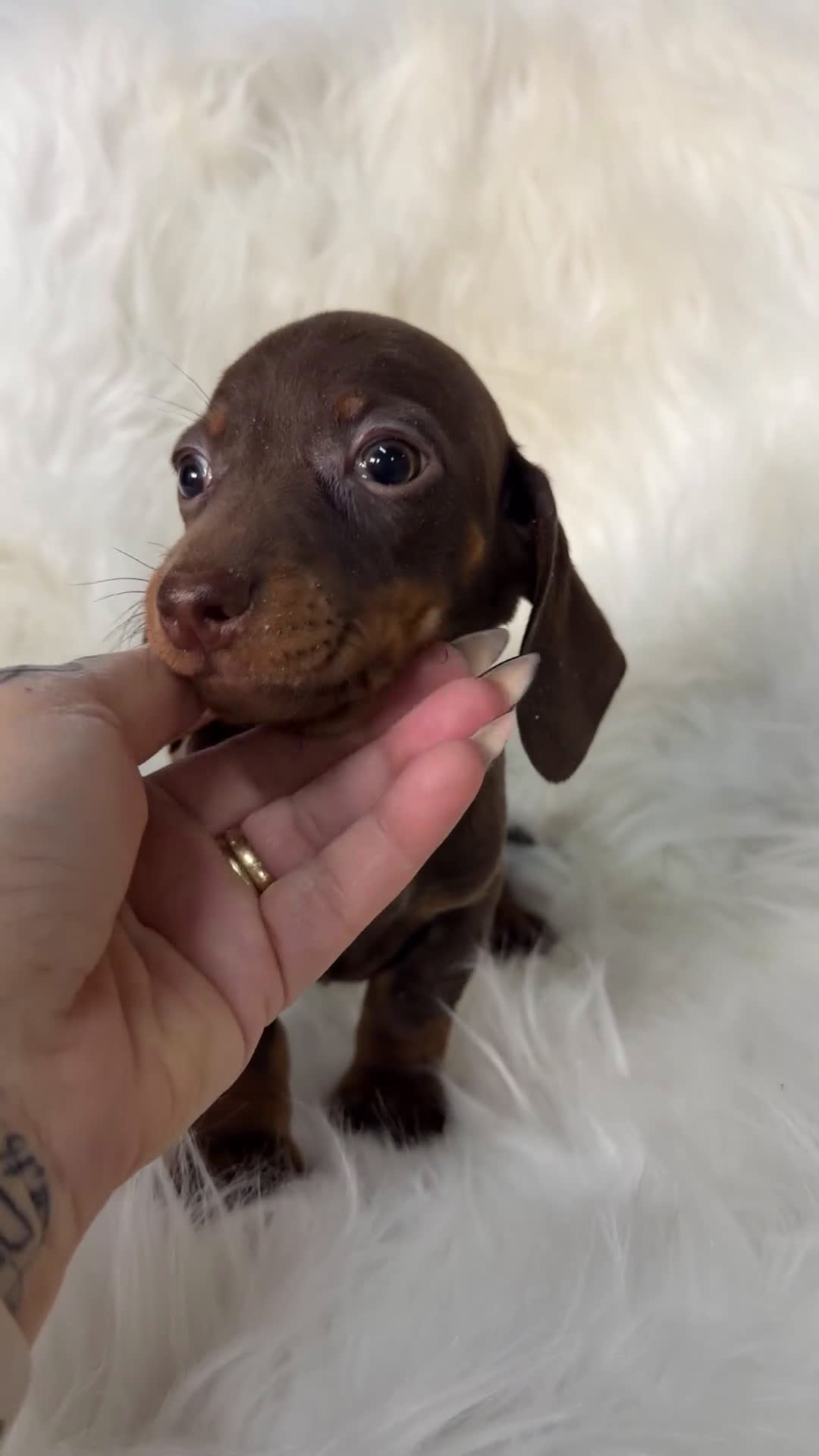 Teckel Miniatura perros en venta: Teckel miniatura chocolate  - Video 1