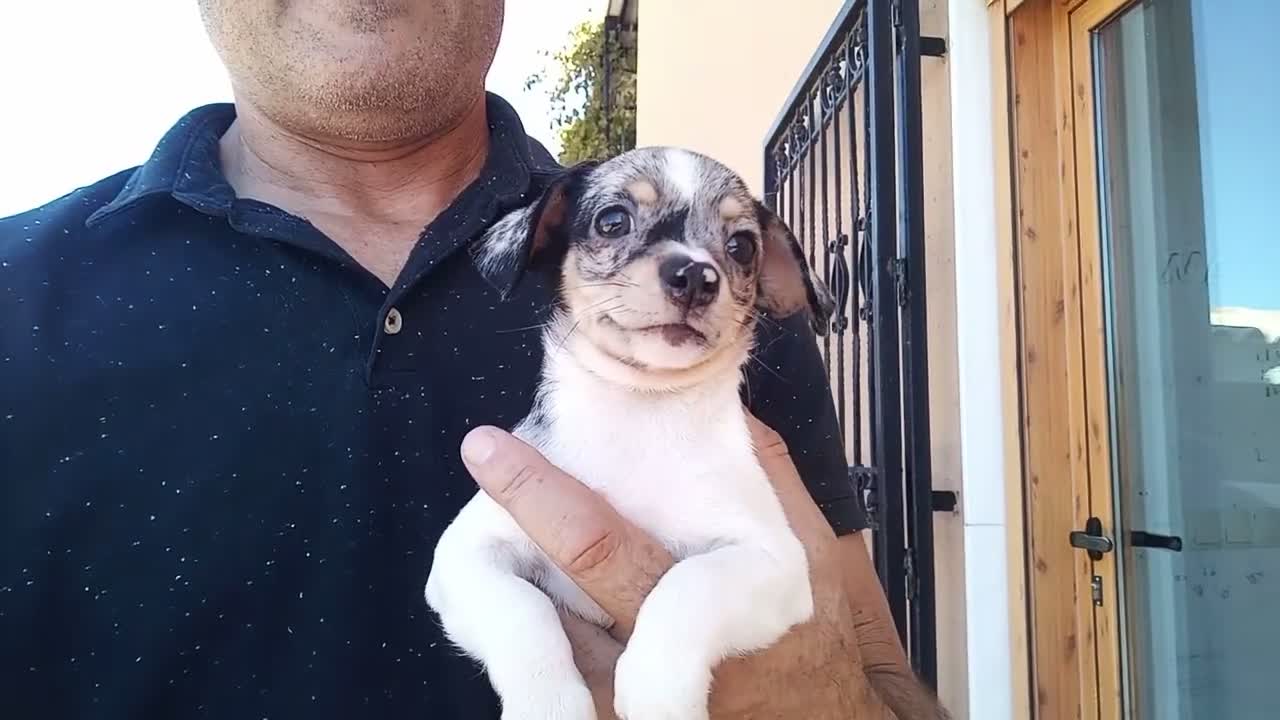 Chihuahua perros en venta: Hembra chihuahua Merle  - Video 2