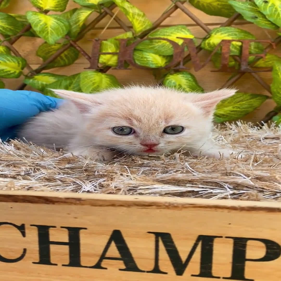 Británico de Pelo Corto gatos en venta: Camada de Daniela - Video 4