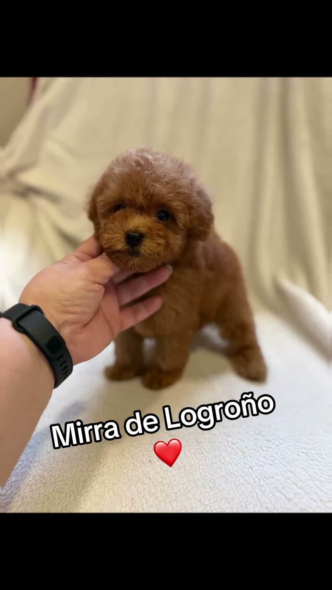 Caniche Toy perros en venta: Monísima hembra de Caniche Toy en La Rioja - Video 1
