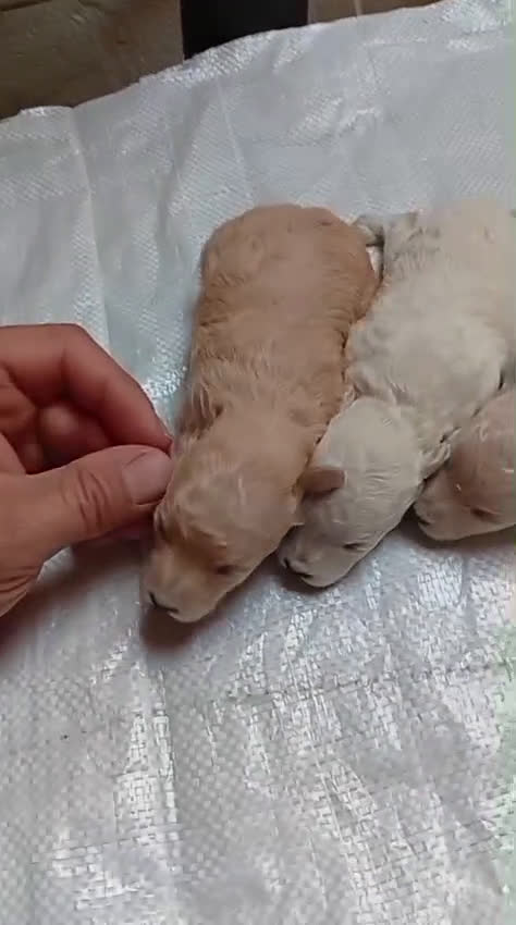 Caniche Toy perros en venta: Tenemos camadas disponible de caniche toy - Video 4