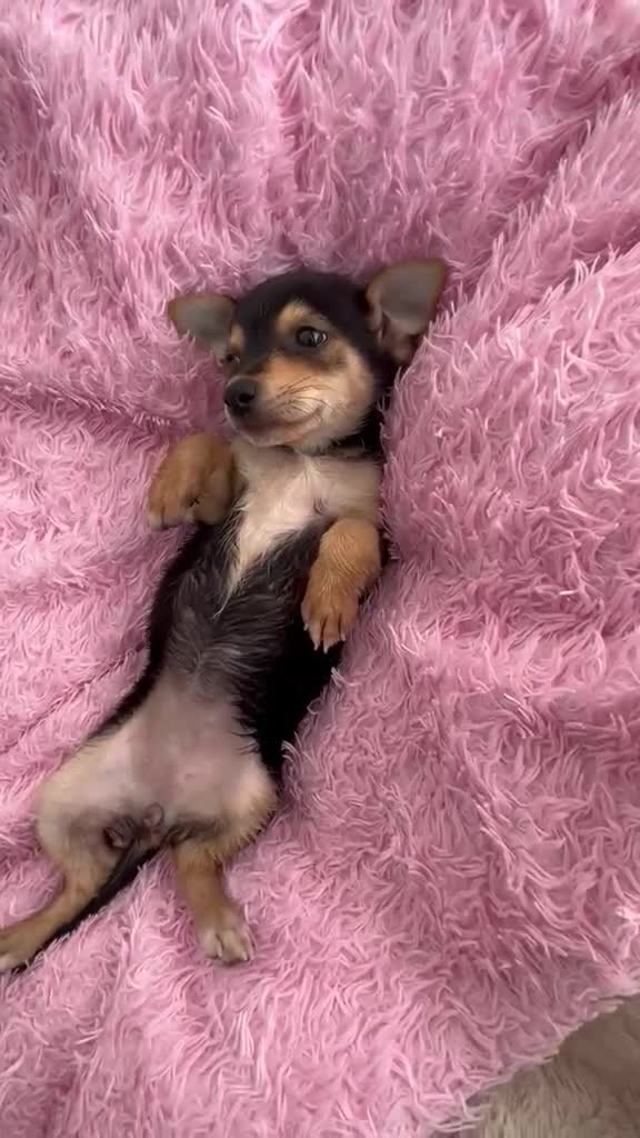 Chihuahua perros en venta: Chihuahua mini - Video 2