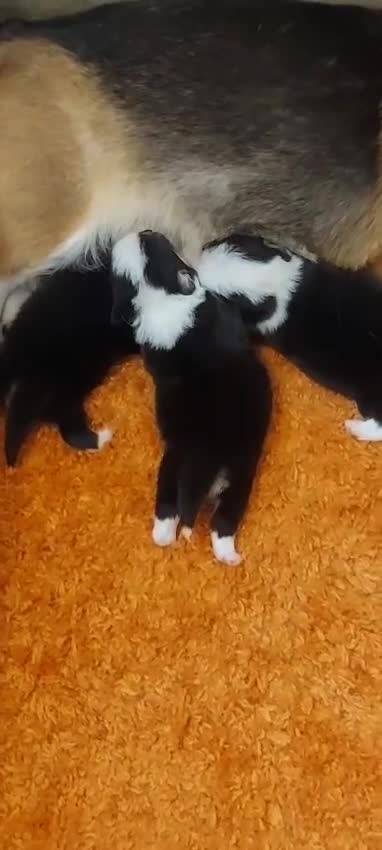 Welsh Corgi Pembroke perros en venta: Camada Welsh Corgi Pembroke en Las Palmas - Video 1