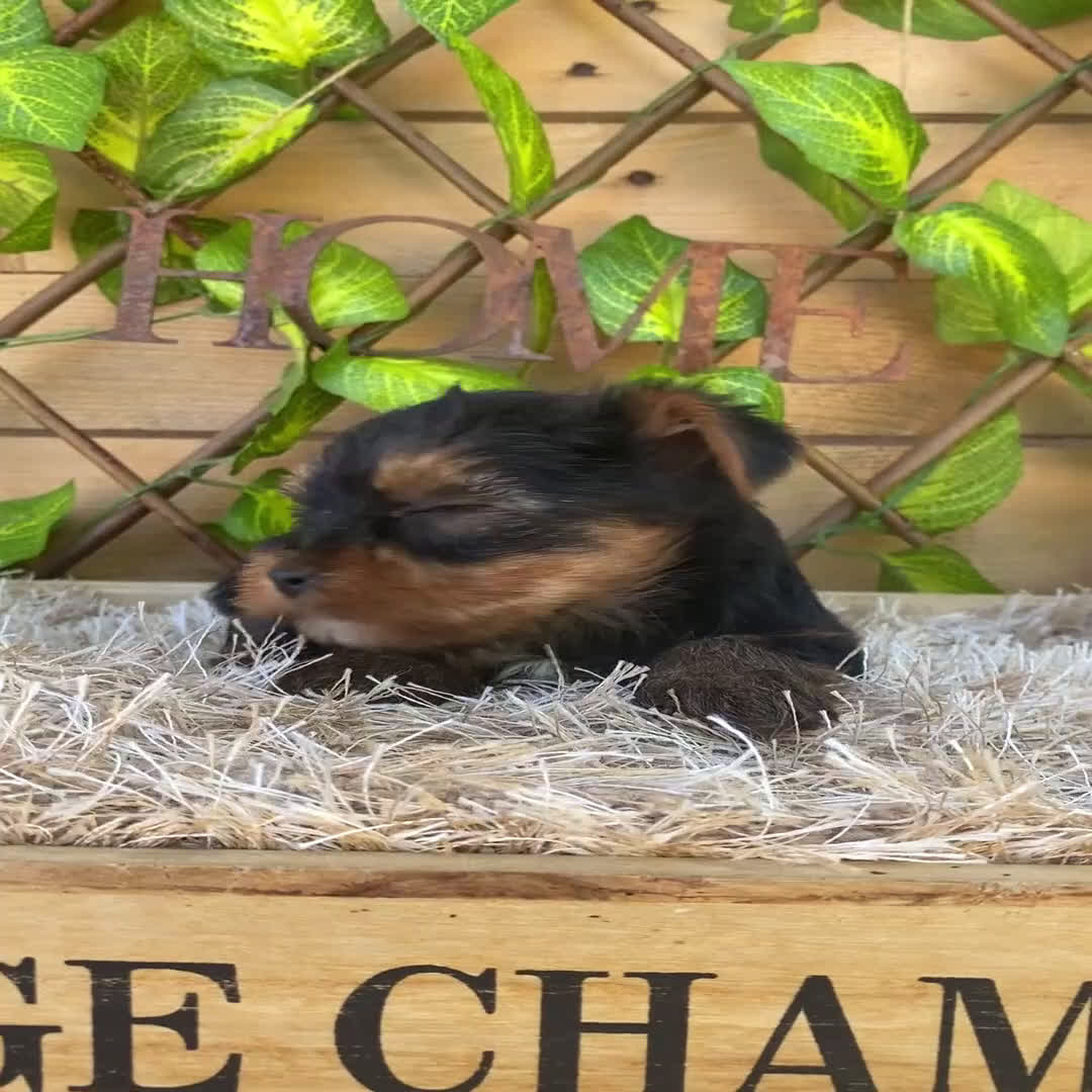Yorkshire Terrier perros en venta: Camada de Ily - Video 4