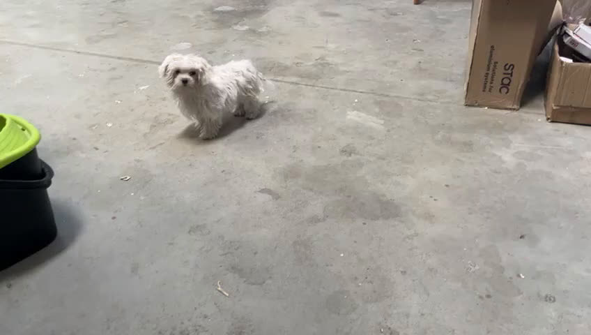 Bichón Maltés perros en venta: Bichón maltés hembra micro toy  - Video 1