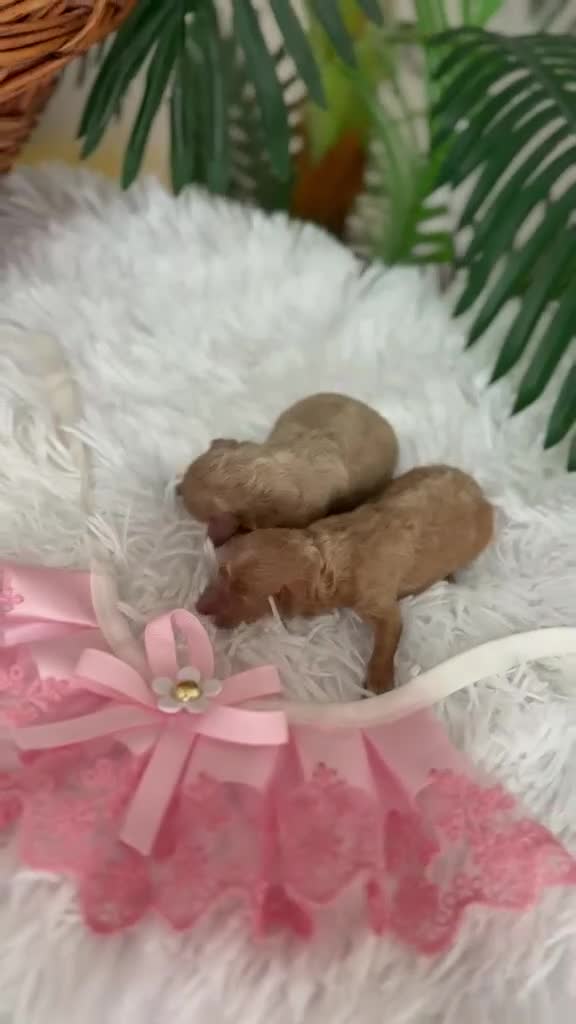Caniche Toy perros en venta: CANICHE TOY  - Video 2