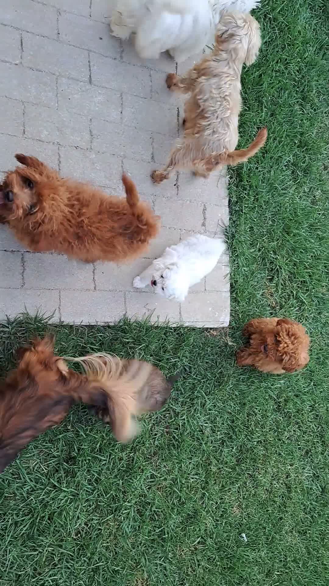 Caniche Toy perros en venta: Caniche macho toy - Video 1