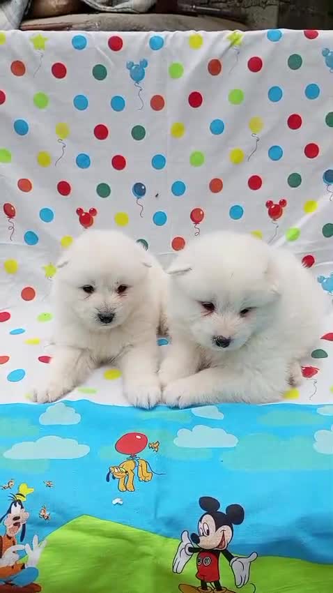 Samoyedo perros en venta: Samoyedos peluditos preciosas Hembras  - Video 1