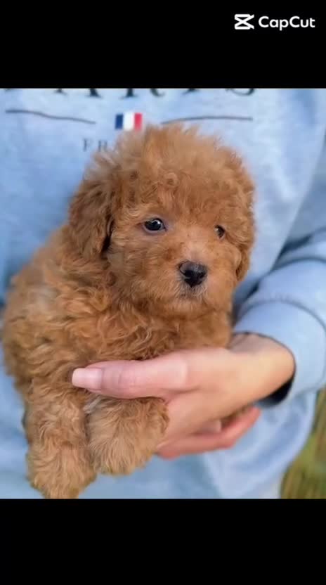 Caniche Toy perros en venta: Caniche - Video 1