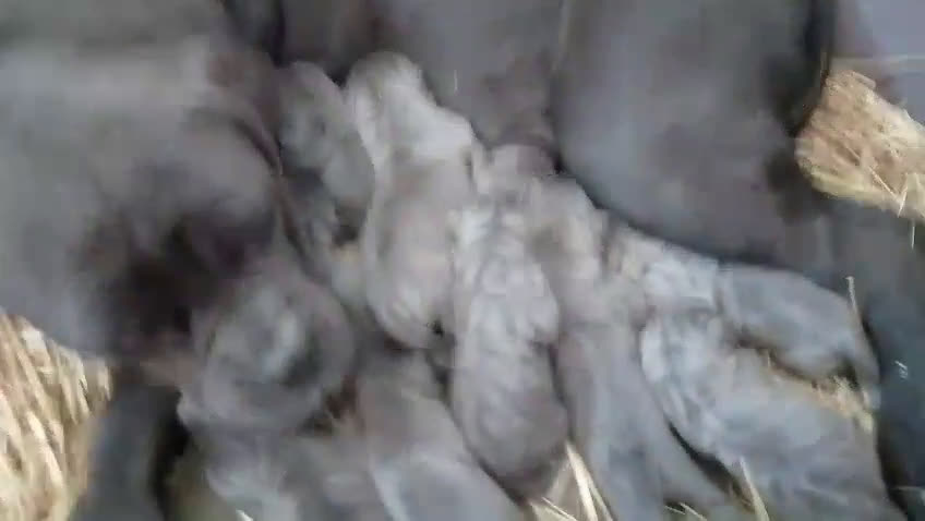 Cane Corso perros en venta: Camada de 🌟Cane Corso🌟 - Video 3