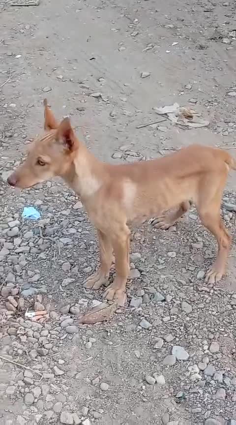 Podenco Andaluz perros en venta: Podenco Andaluz  - Video 1