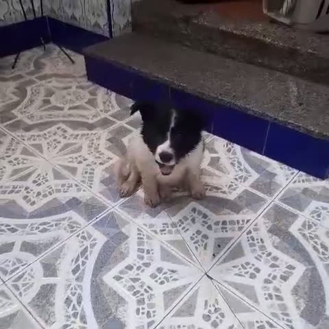 Border Collie perros en venta: BORDER COLLIE - Video 1