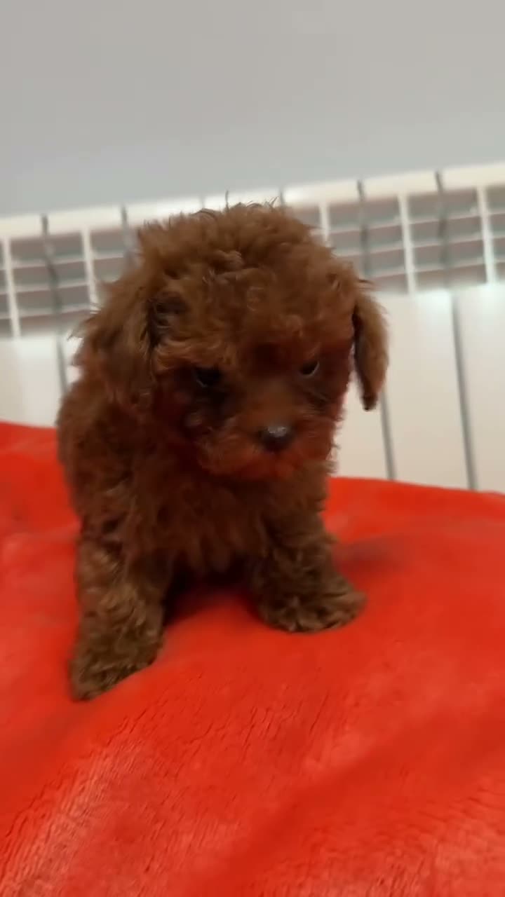 Caniche Toy perros en venta: CANICHE TOY DE CAPRICHO en Barcelona - Video 1