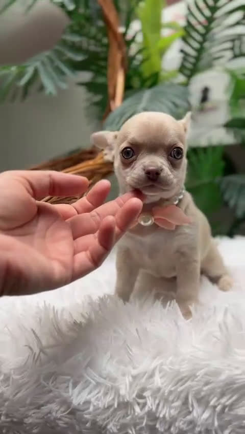 Chihuahua perros en venta: CHIHUAHUA - Video 1