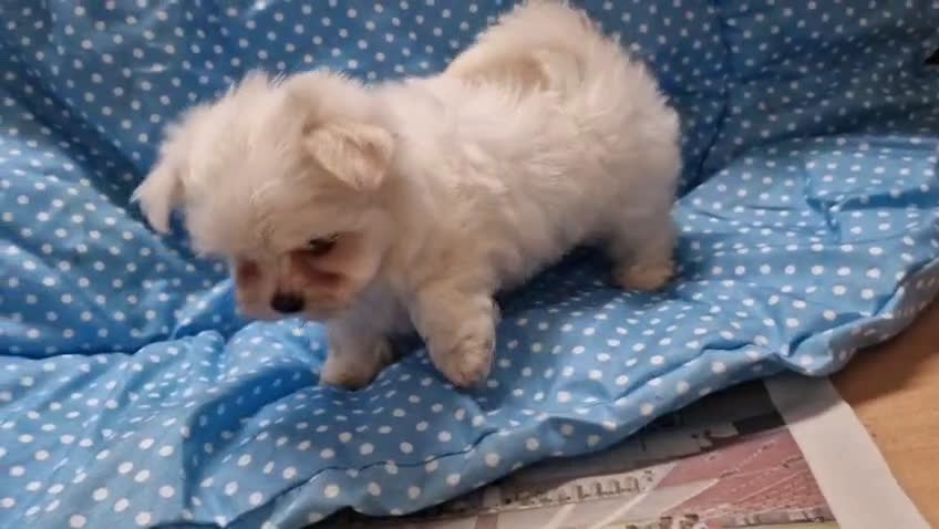 Bichón Maltés perros en venta: Bichon Maltes - Video 1