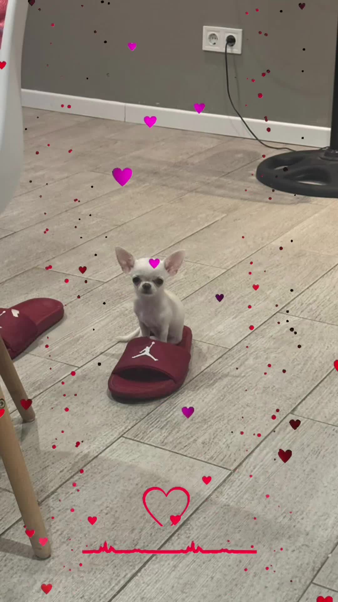 Chihuahua perros en venta: Chihuahuas  - Video 1