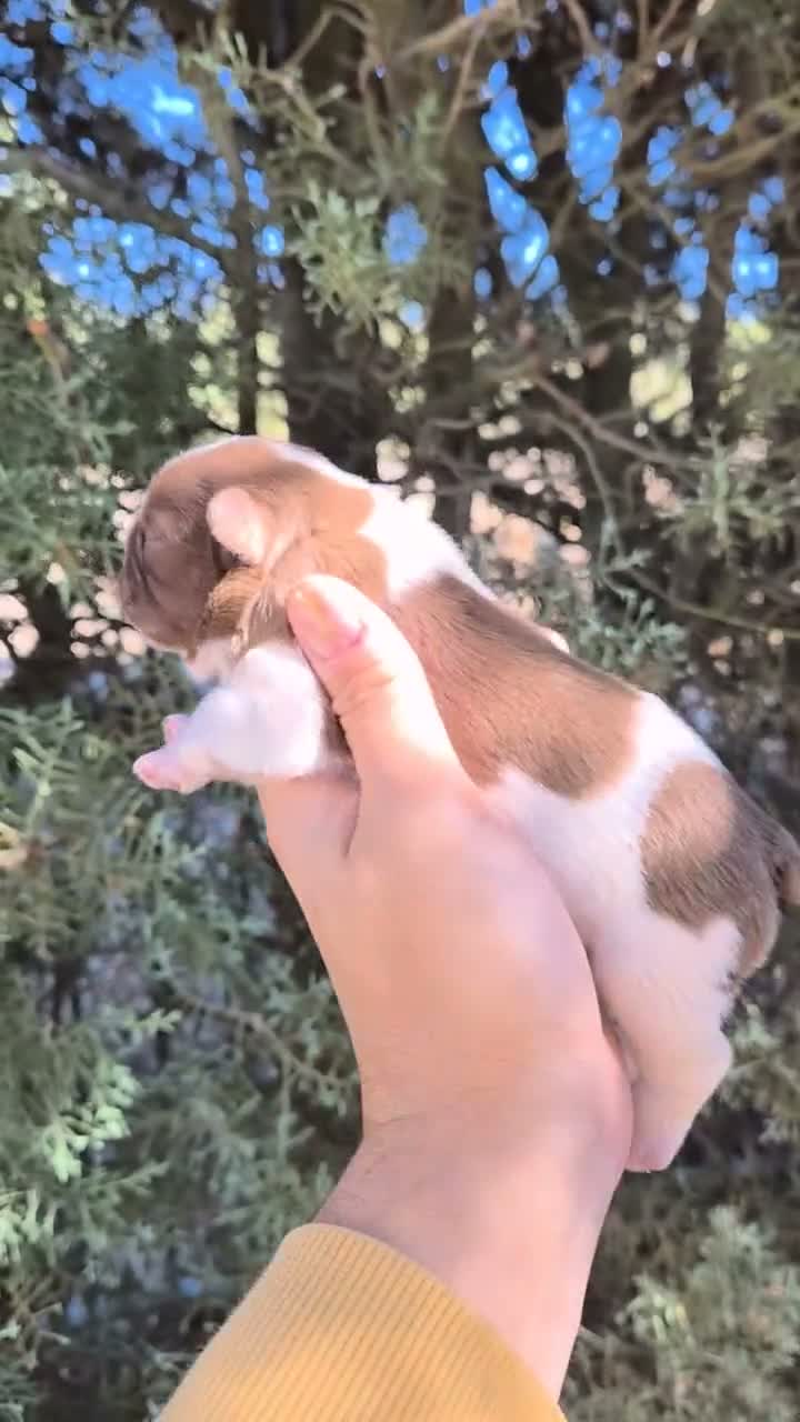 Bulldog Francés perros en venta: Machitos bulldog francés  - Video 2