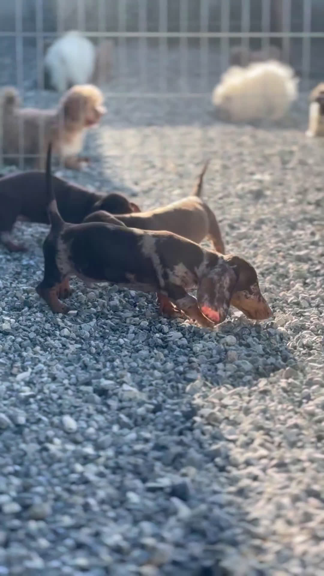 Teckel perros en venta: 🐾 Gregorio y Bongo – Teckel únicos 🐾 - Video 1