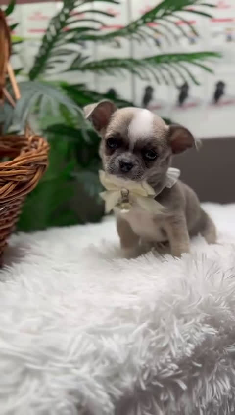 Chihuahua perros en venta: CHIHUAHUA  - Video 1