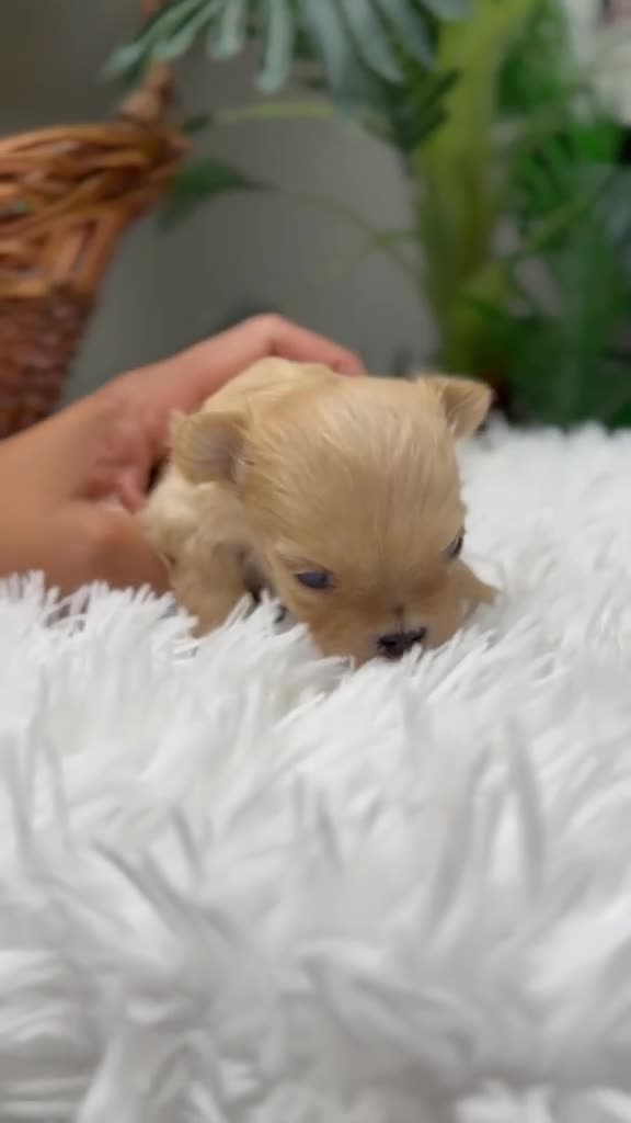 Maltipoo perros en venta: MALTIPOO TOY COREANOS  - Video 1