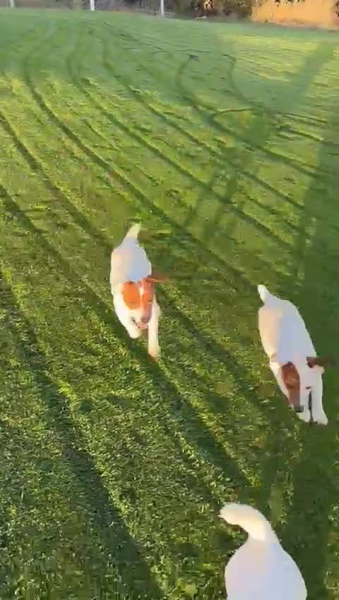 Jack Russell Terrier perros en venta: Jack Russell mini  - Video 1
