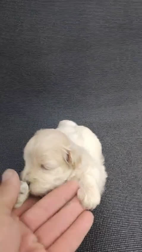 Maltipoo perros en venta: Preciosa maltipoo toy - Video 1