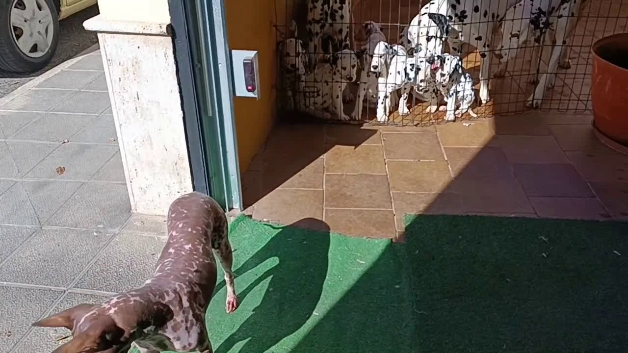 Dálmata perros en venta: Cachorros de dalmatas  - Video 1