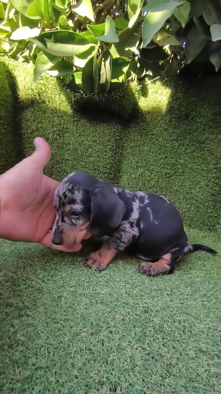 Teckel Miniatura perros en venta: teckel miniatura arlequín  y chocolates  - Video 1