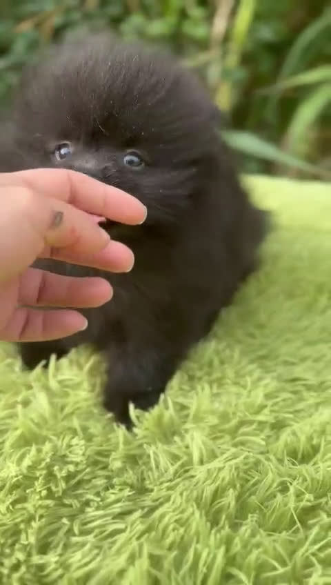 Pomerania perros en venta: Pomerania toy cara de oso  - Video 1