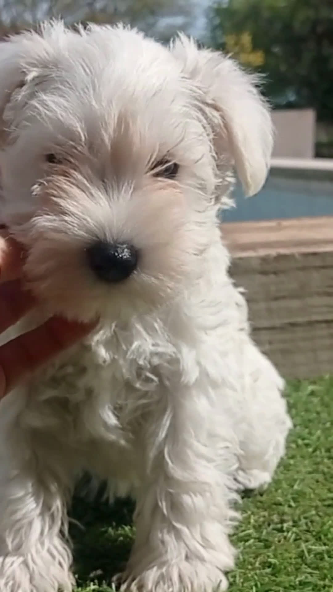 Schnauzer Miniatura perros en venta: Espectacular schnauzer mini blanca - Video 2