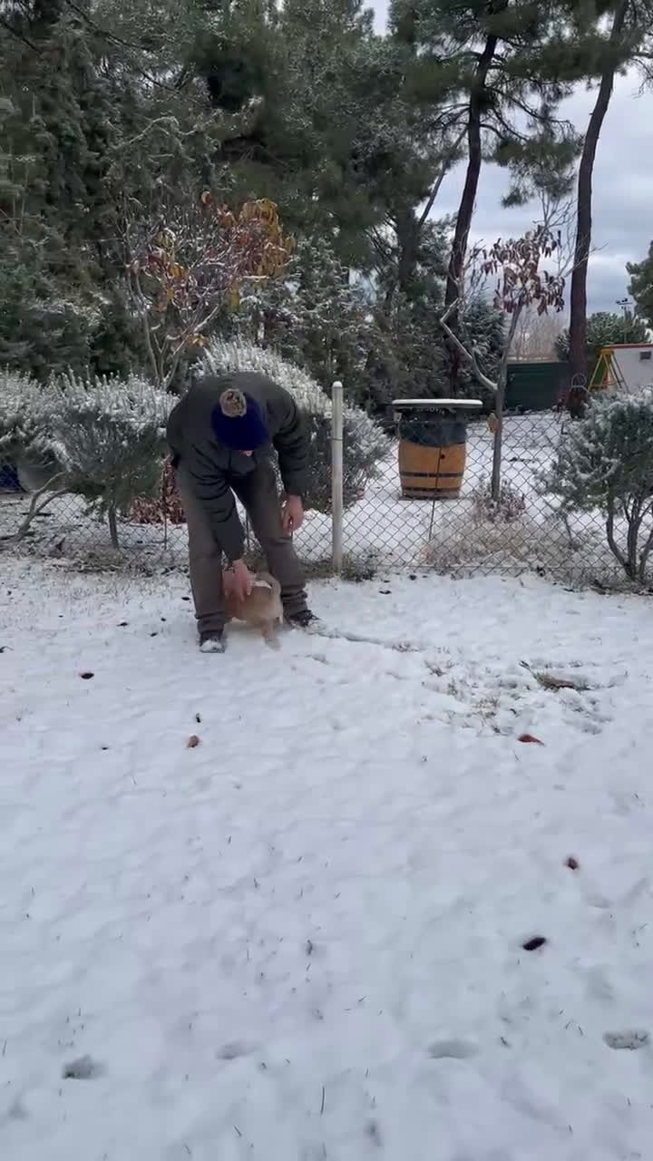 Shiba Inu perros en venta: Shiba inus hembra 5 meses - Video 1