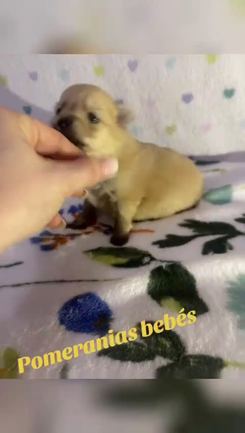 Pomerania perros en venta: Pomerania  - Video 2
