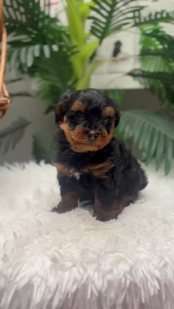 Maltipoo perros en venta: MALTIPOO 💙 - Video 1