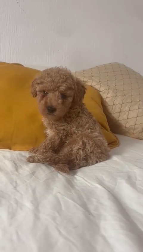 Caniche Toy perros en venta: Caniche toy  - Video 1