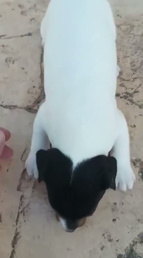 Ratonero Bodeguero Andaluz perros en venta: Bodeguero de buenas lineas  - Video 1