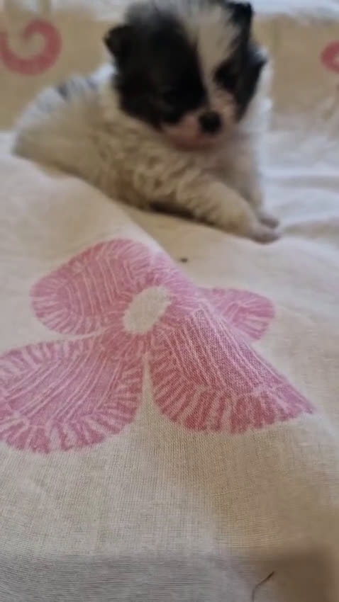 Pomerania perros en venta: Pomerania en Murcia - Video 3