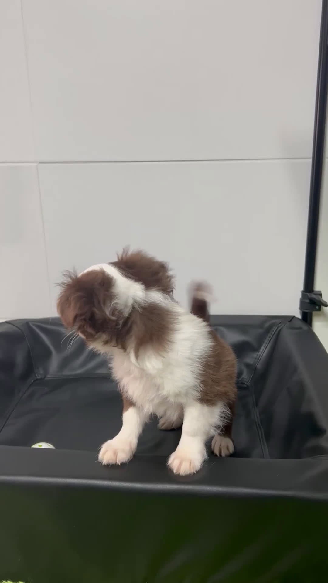 Chihuahua perros en venta: Chihuahua Macho pelo largo  - Video 1