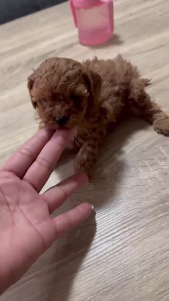 Caniche Toy perros en venta: Caniches toy rojos en Madrid - Video 1