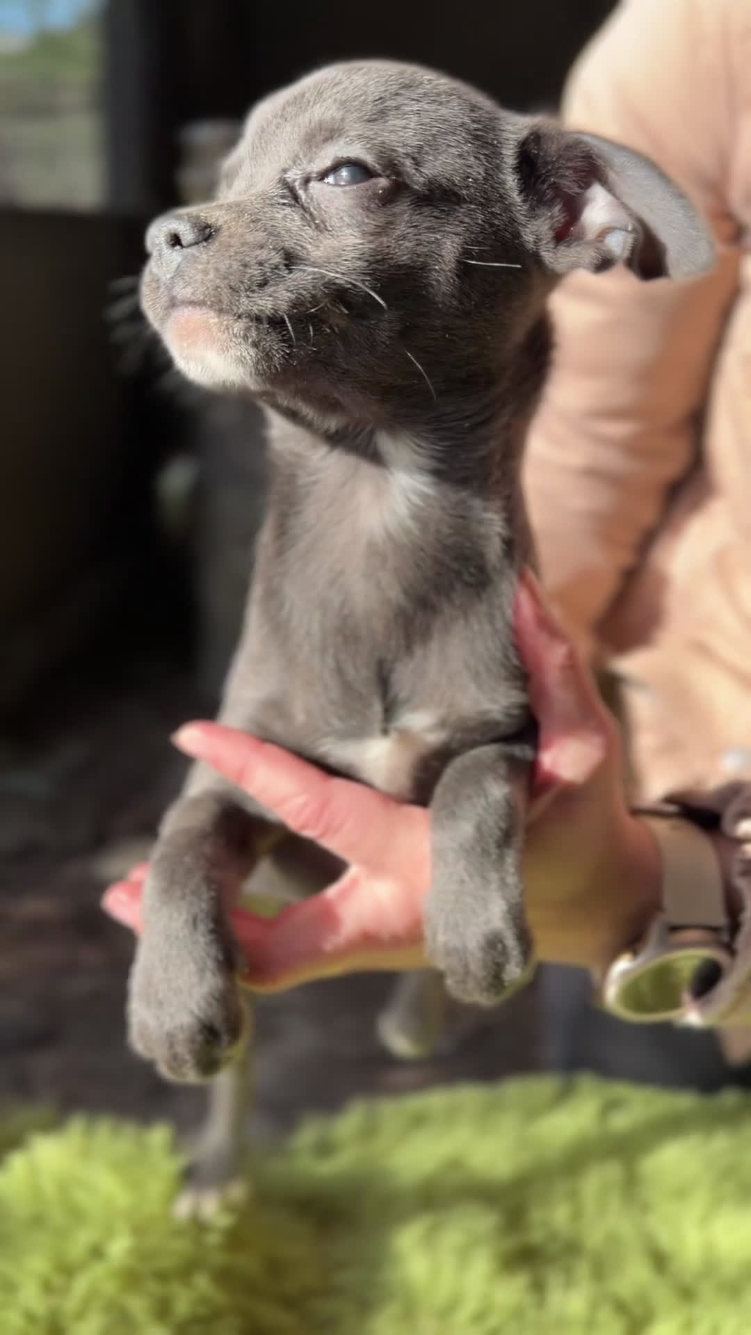 Chihuahua perros en venta: Chihushua estándar  - Video 1
