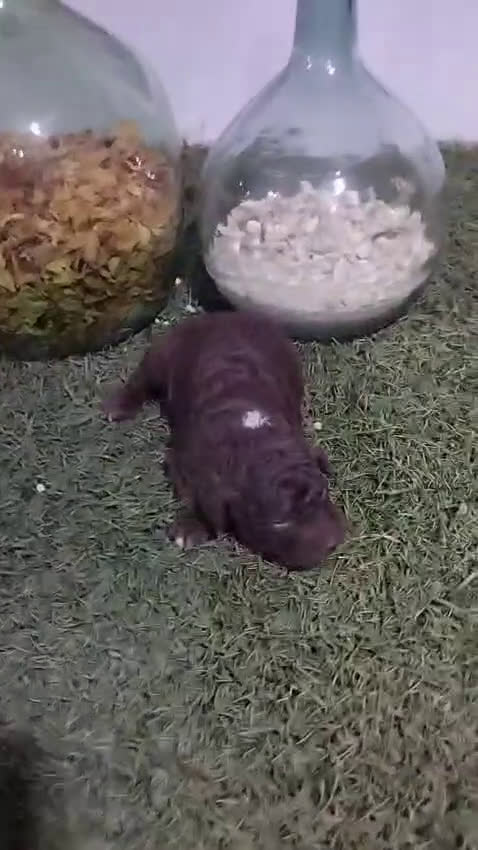 Perro de Agua Español perros en venta: Preciosos Perros de agua - Video 1