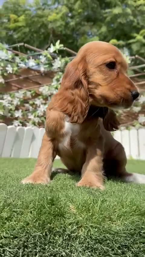 Cocker Spaniel Inglés perros en venta: COCKER SPANIEL INGLES-LISTA PARA ENTREGAR - Video 1