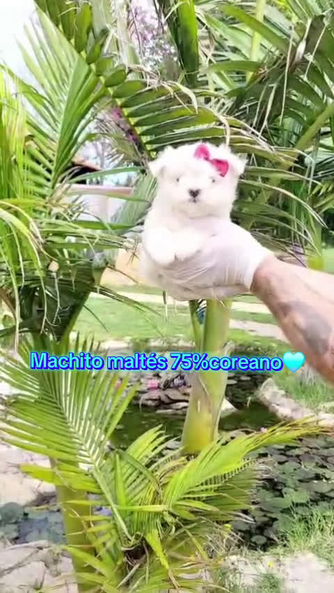 Bichón Maltés perros en venta: Bichon maltes 75 por cien coreanos! Espectaculares en Valencia - Video 1
