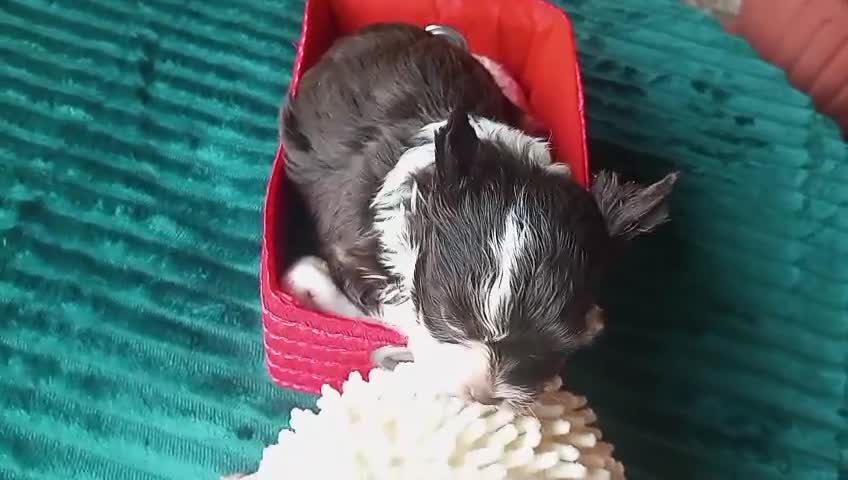 Yorkshire Terrier perros en venta: Exclusivos Yorkshire Exóticos Toy - Video 1