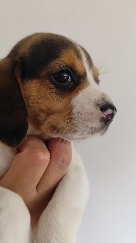 Beagle perros en venta: Beagle 641387649 - Video 1