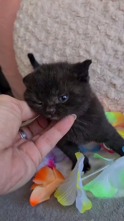 Británico de Pelo Corto Azul gatos en venta: Brithis blue chocolate y más pelo corto y largo  - Video 5