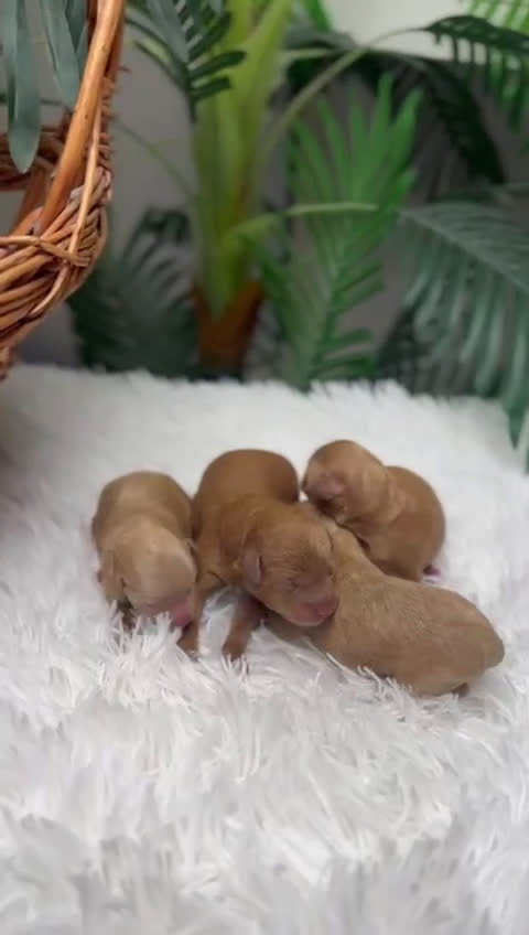 Caniche Toy perros en venta: CANICHE TOY - Video 1