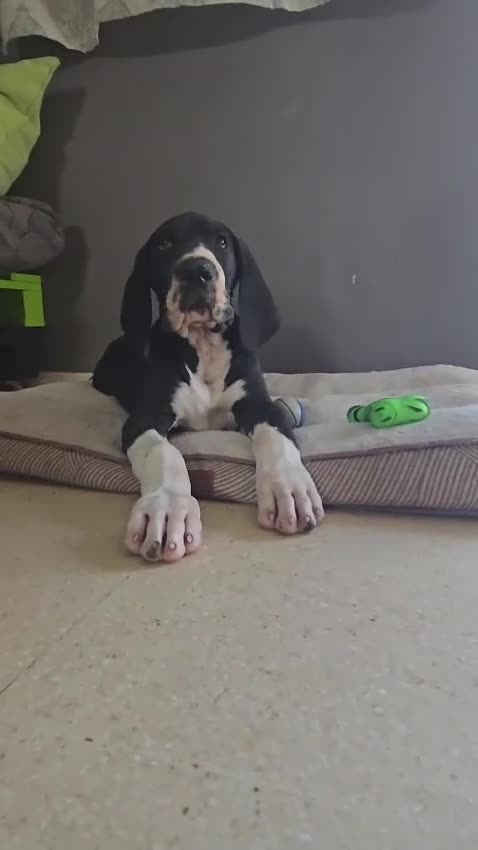 Dogo Alemán perros en venta: Dogo Alemán 641387649 - Video 1