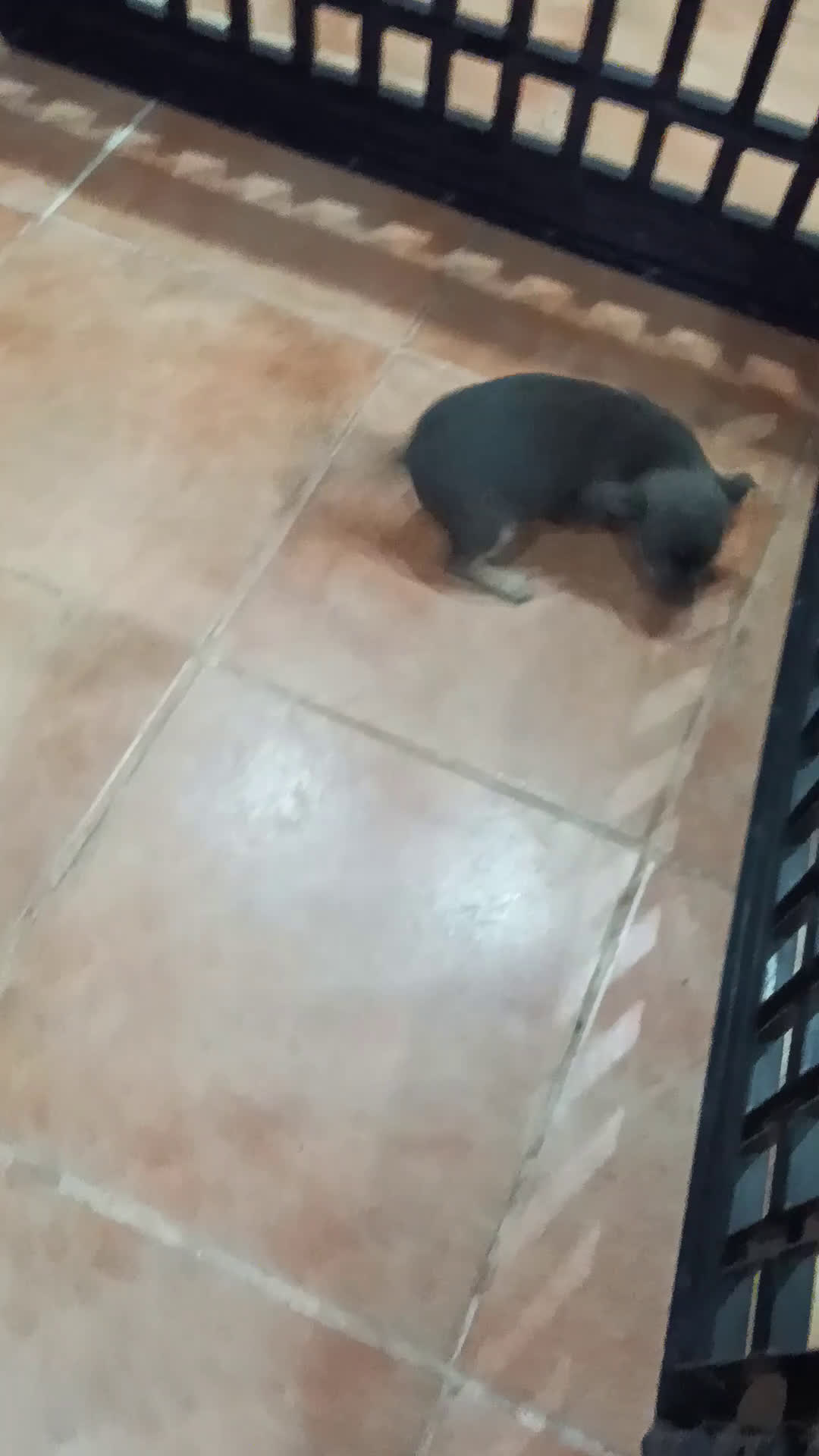 Chihuahua perros en venta: CHIHUAHUA TOY  - Video 1