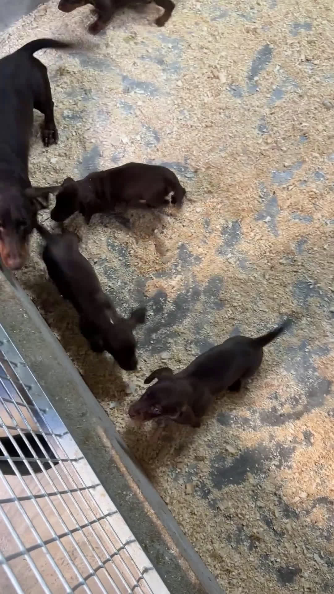 Teckel Miniatura perros en venta: Teckel mini Chocolate  - Video 1